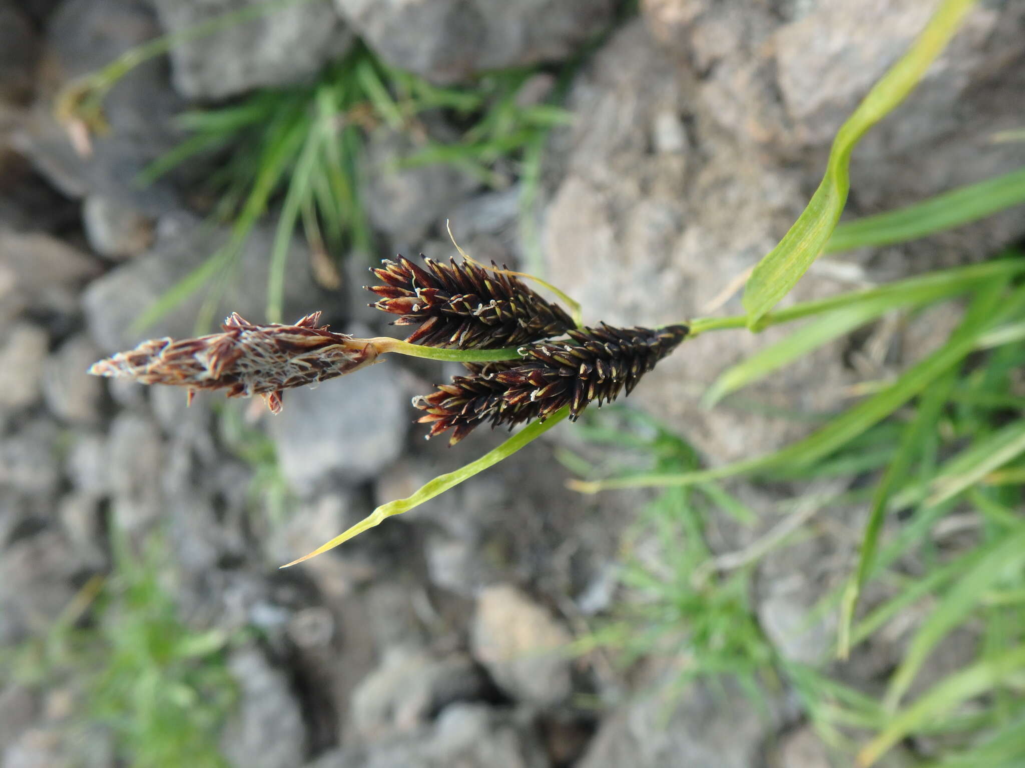 Image of Carex krascheninnikovii Kom. ex V. I. Krecz.