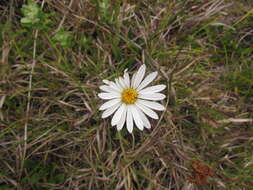 Image of Noticastrum decumbens (Baker) Cuatrec.