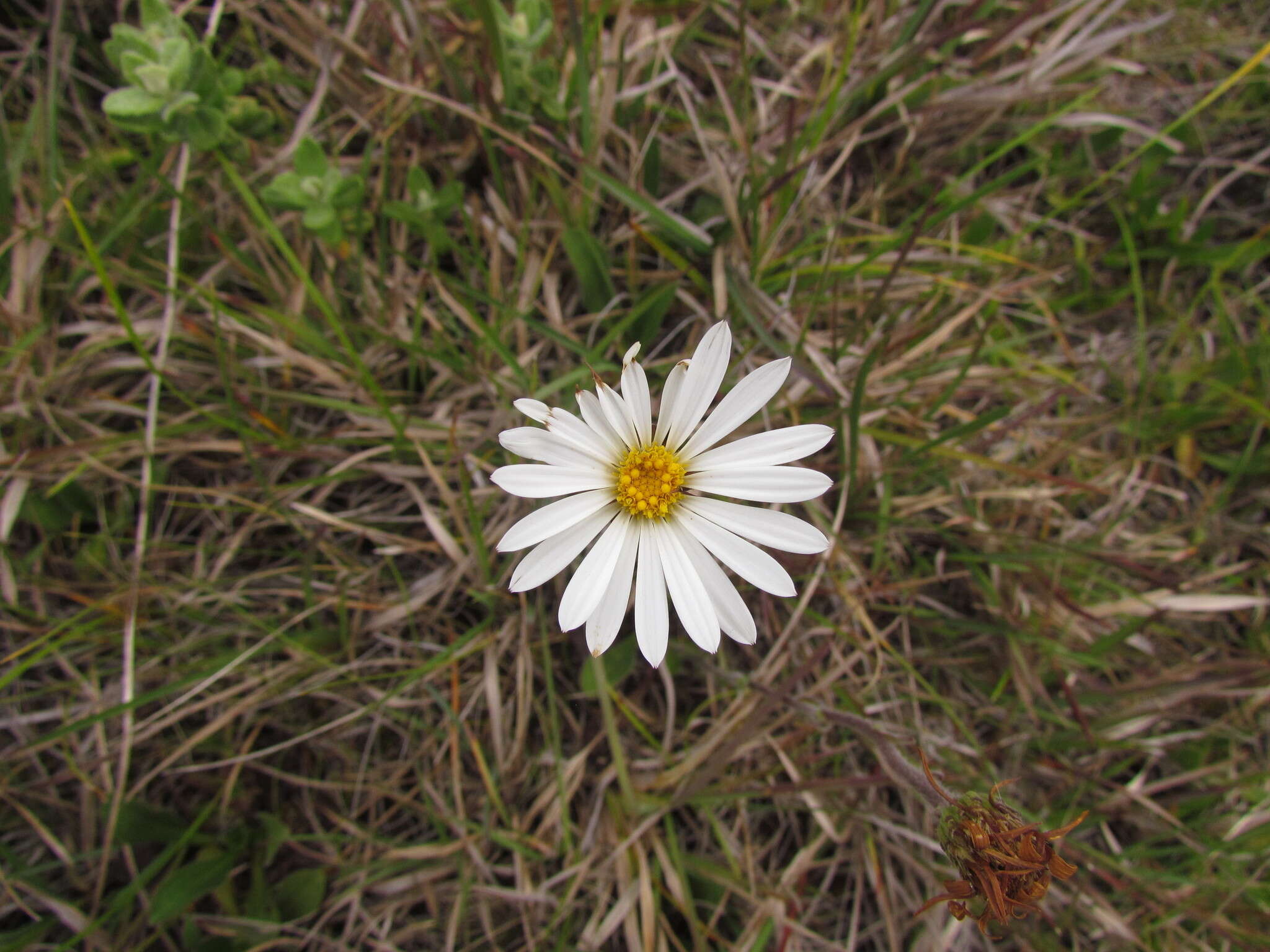 Image of Noticastrum decumbens (Baker) Cuatrec.