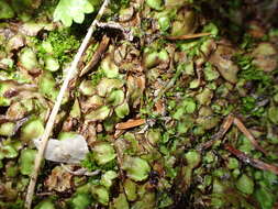 Image of Lindenberg's asterella