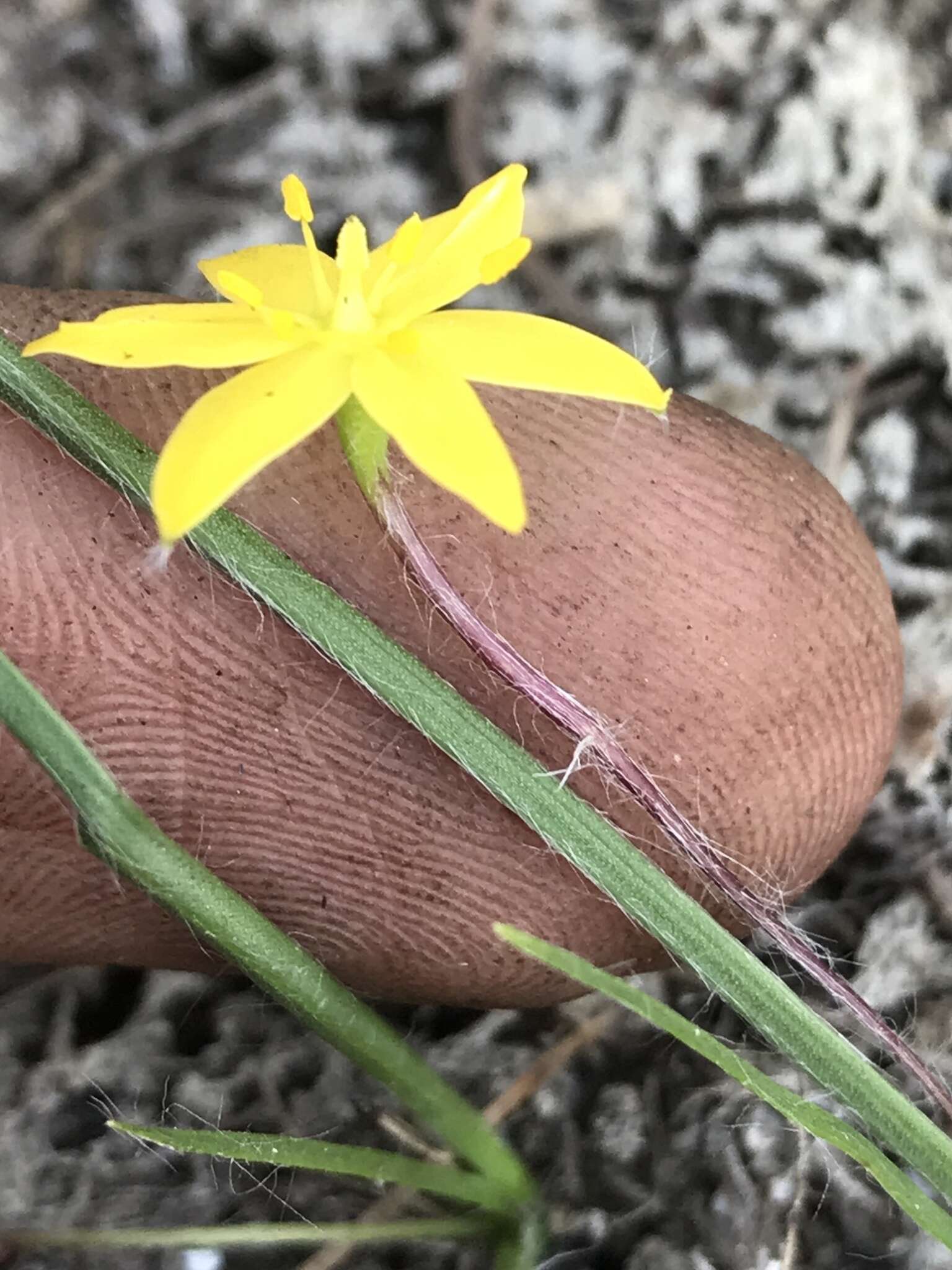 Image of Bristle-Seed Yellow Star-Grass