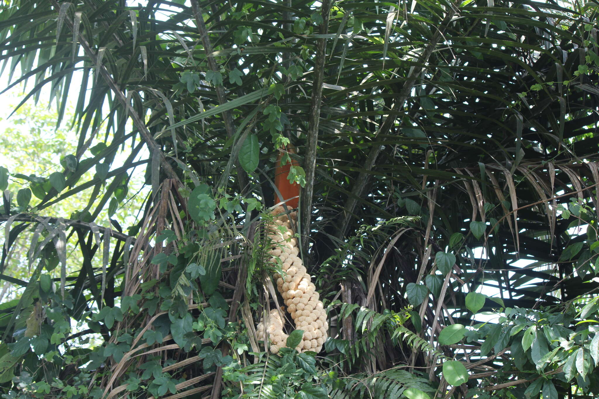 Image of Ecuadorian Ivory Palm