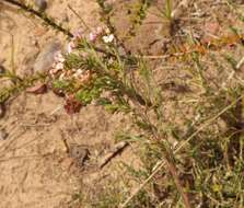 Image of Muraltia dispersa Levyns