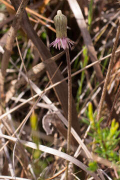 Chaptalia tomentosa Vent.的圖片