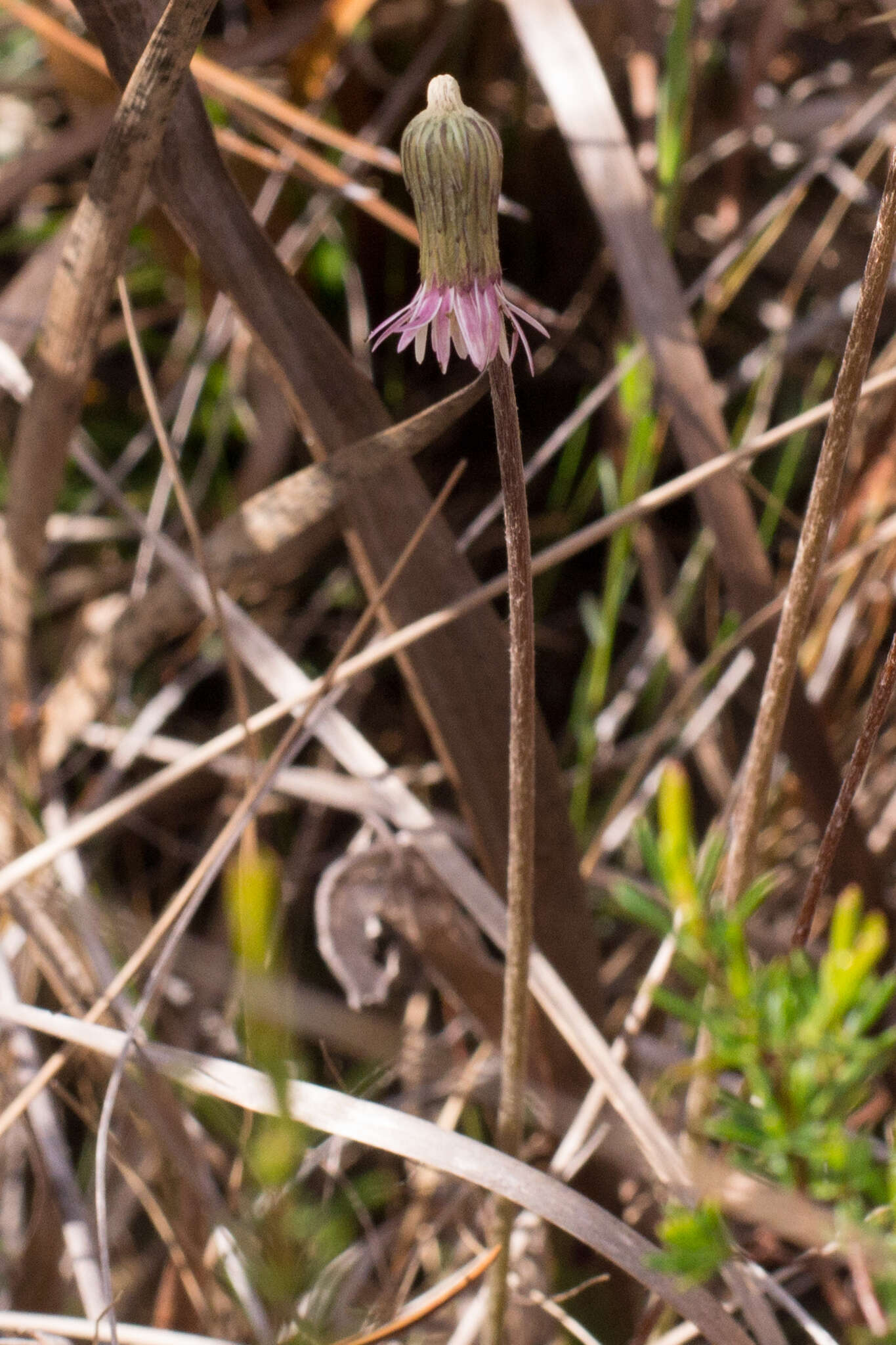 Chaptalia tomentosa Vent.的圖片