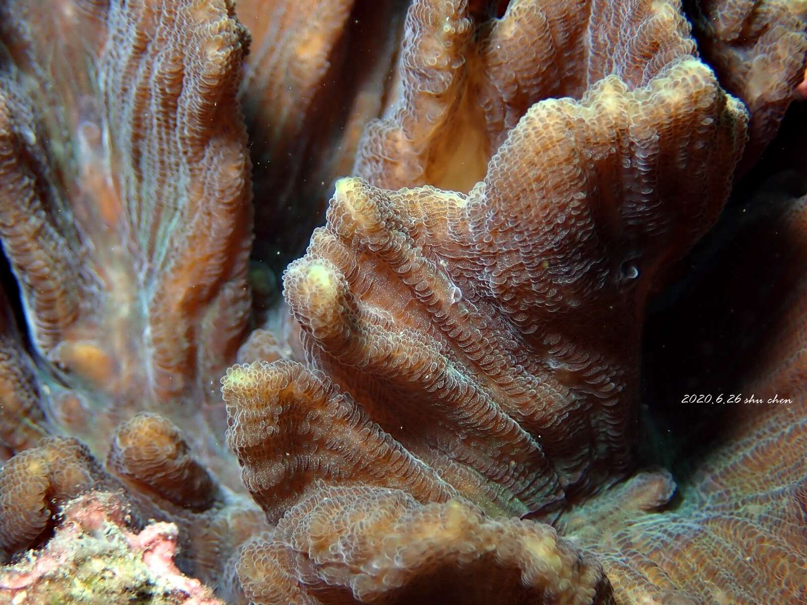 Image of Common lettuce coral