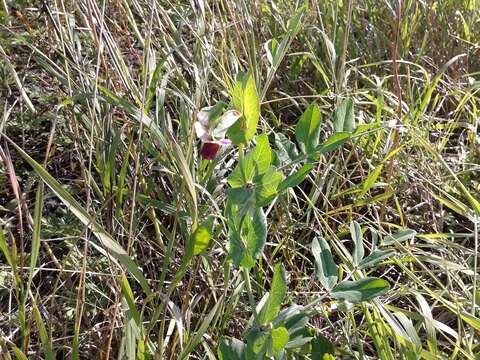 Image of Field pea