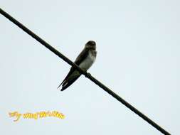 Image of Grey-throated Martin