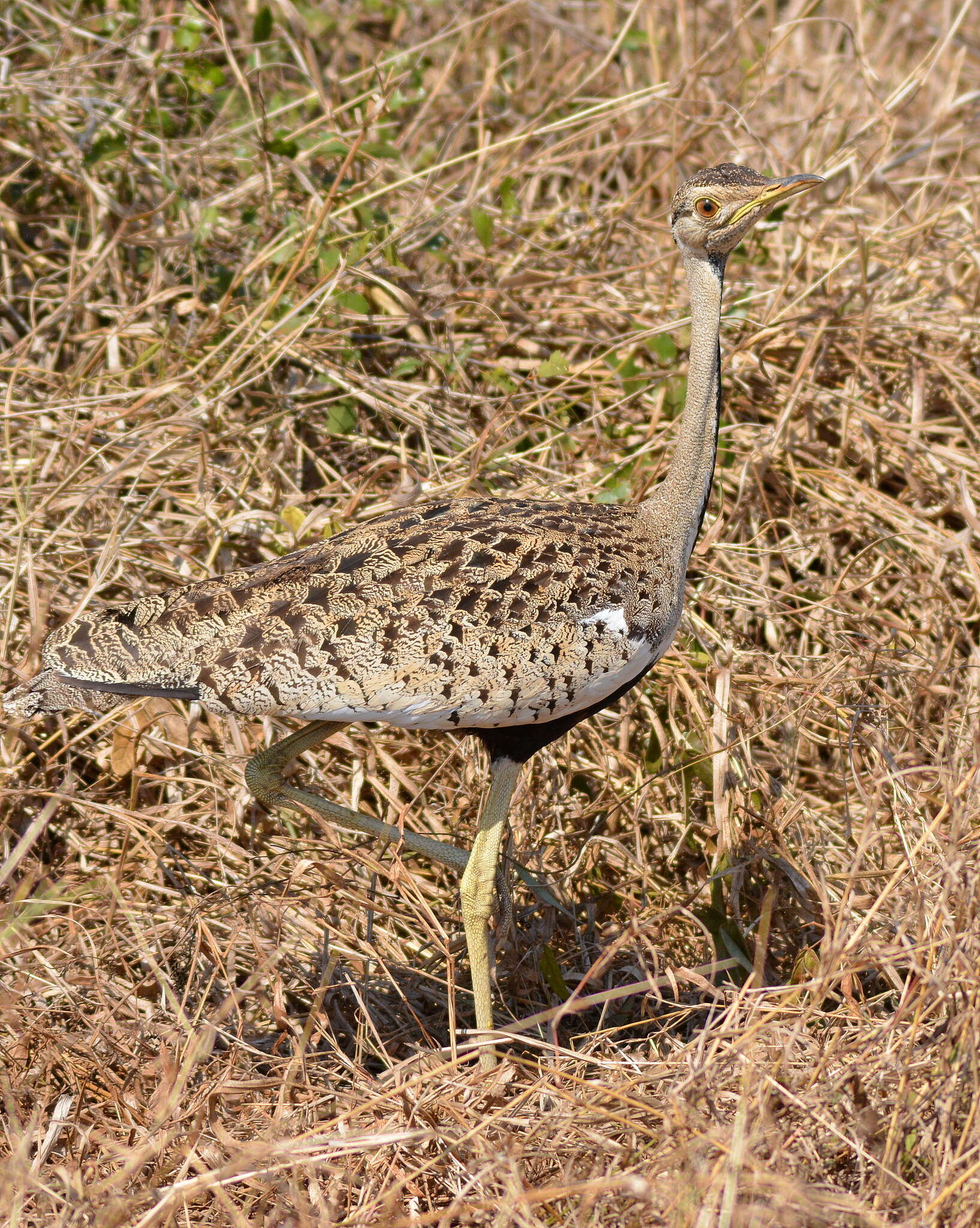 Image of Lissotis melanogaster notophila Oberholser 1905