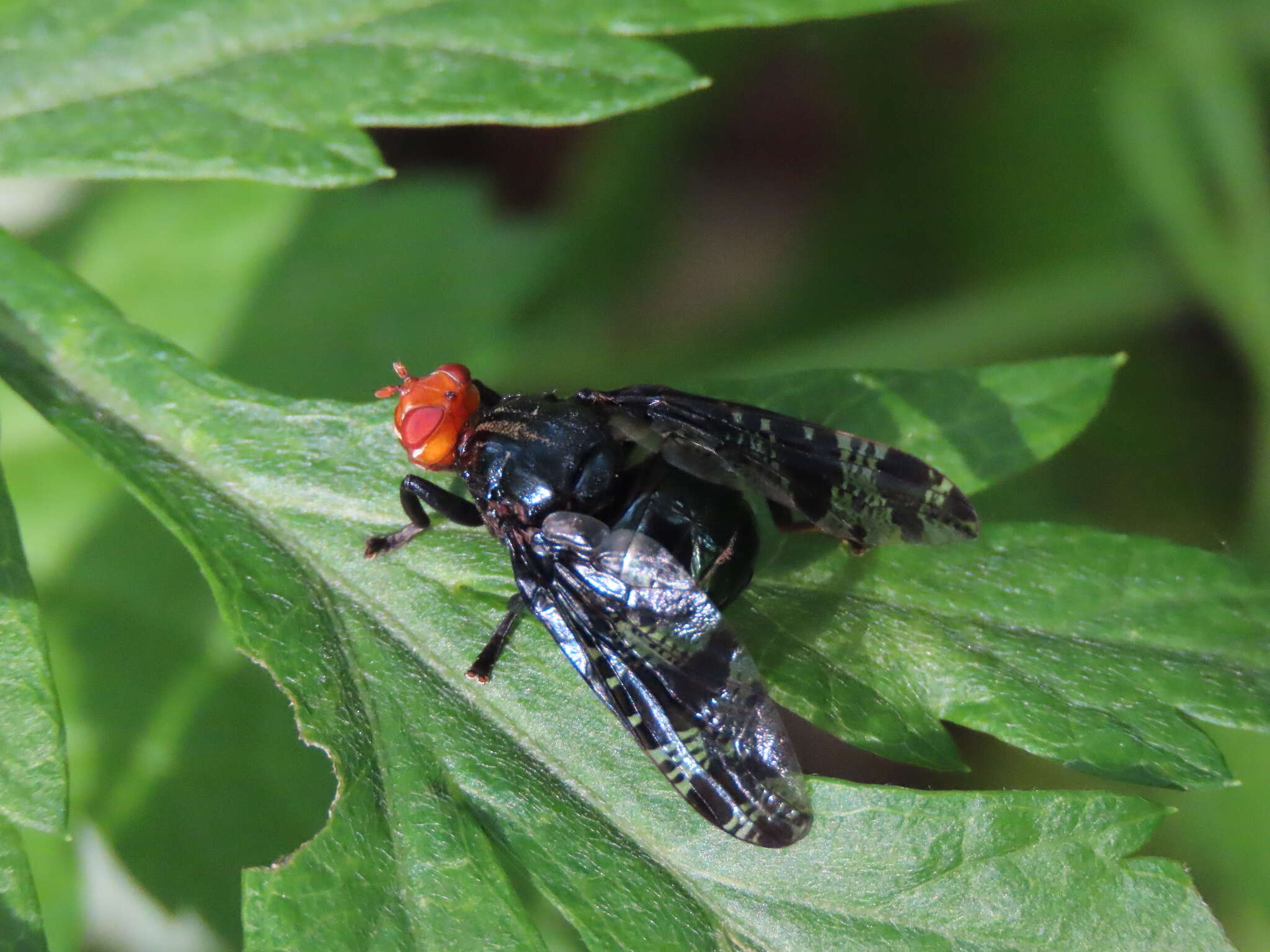 Image of Prosthiochaeta bifasciata Hara 1987