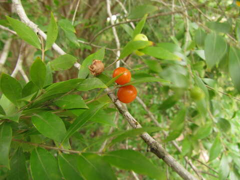 Imagem de Myrciaria tenella (DC.) O. Berg