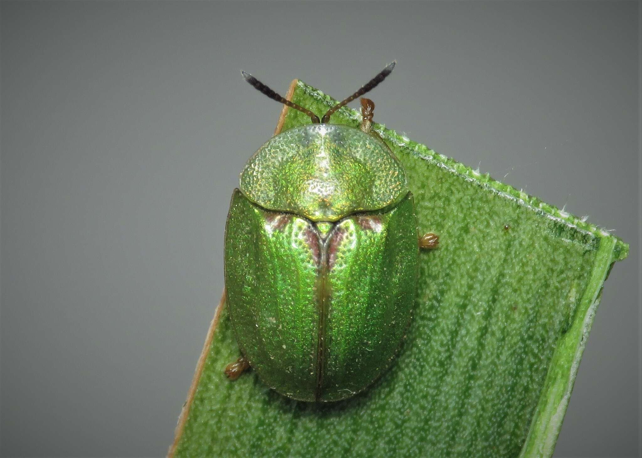 Image of Cassida (Cassida) stigmatica Suffrian 1844