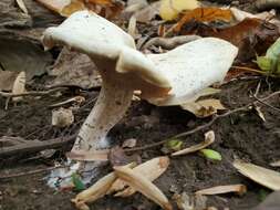 Image of Clitocybe robusta Peck 1897