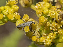 Слика од Lixus brevirostris Boheman 1836