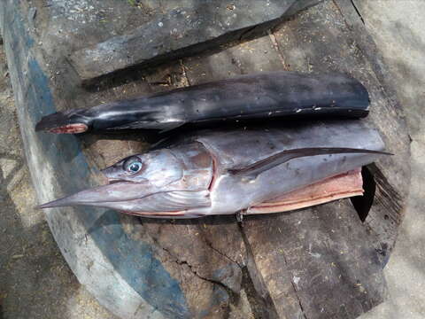 Image of billfishes