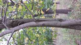 Image of American Basswood