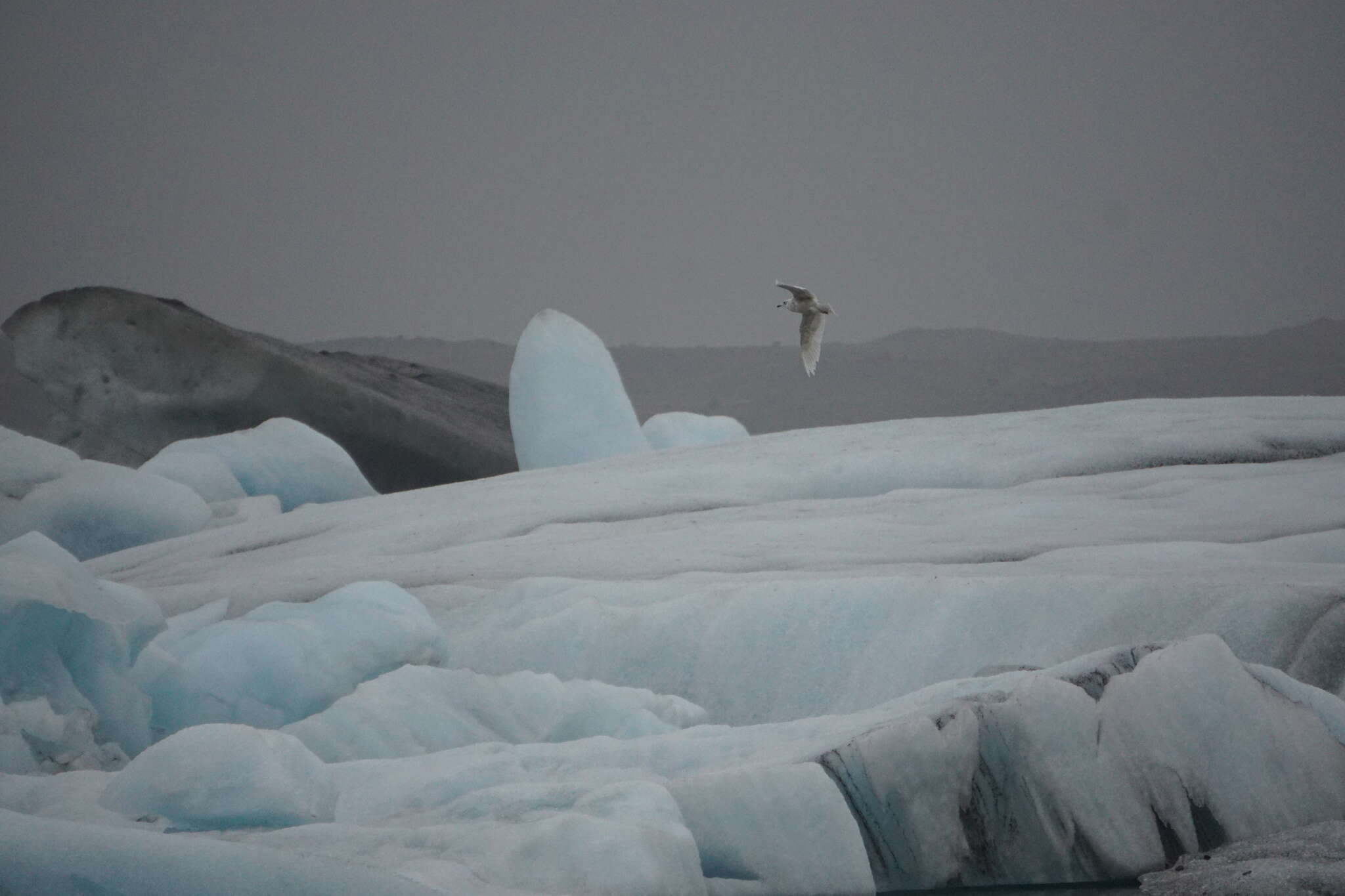 Image of Iceland Gull