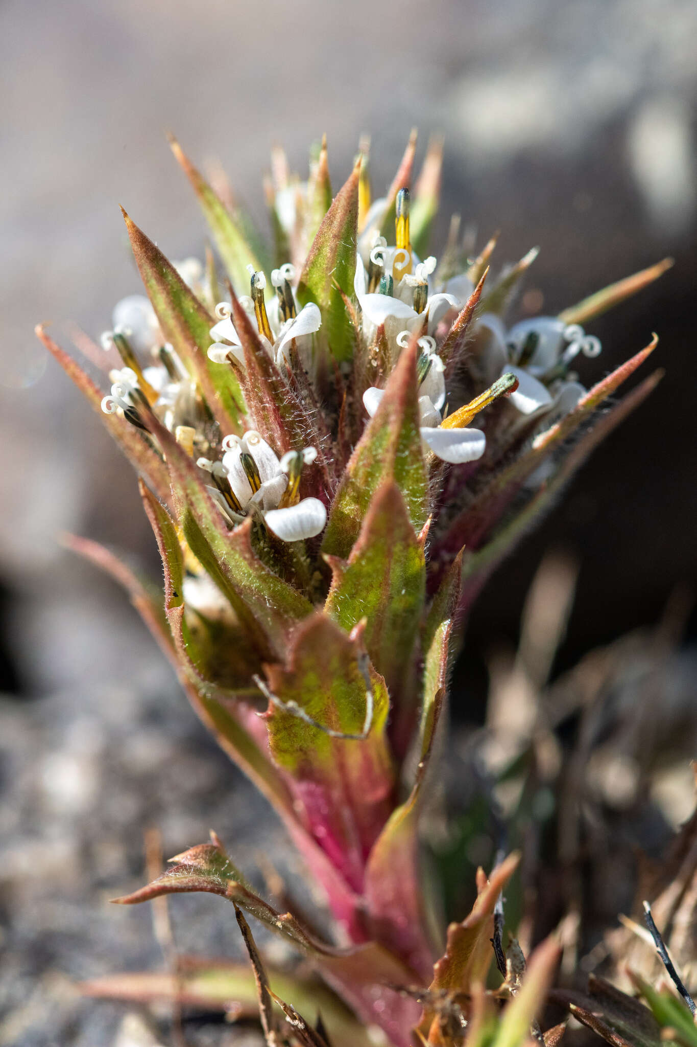 صورة Nassauvia aculeata (Less.) Poepp. & Endl.