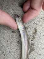 Image of California lizardfish