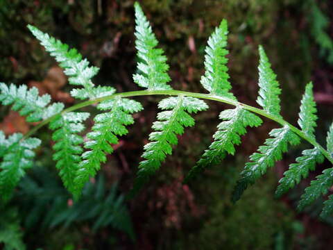 Imagem de Athyrium oppositipennum var. pubescens (Tag.) Tag.