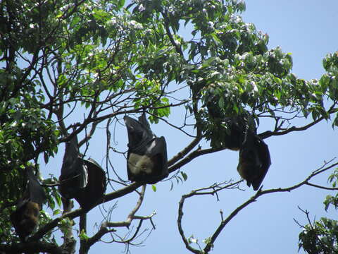 Image of Indian Flying Fox