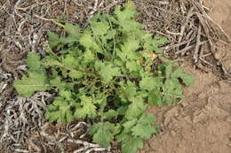 Image of Mediterranean cabbage