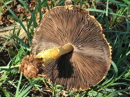 Image of Agaricus trisulphuratus Berk. 1885