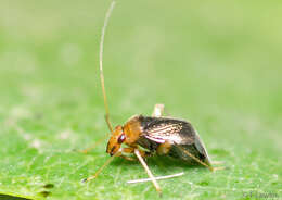 Image of Halticus luteicollis (Panzer 1804)