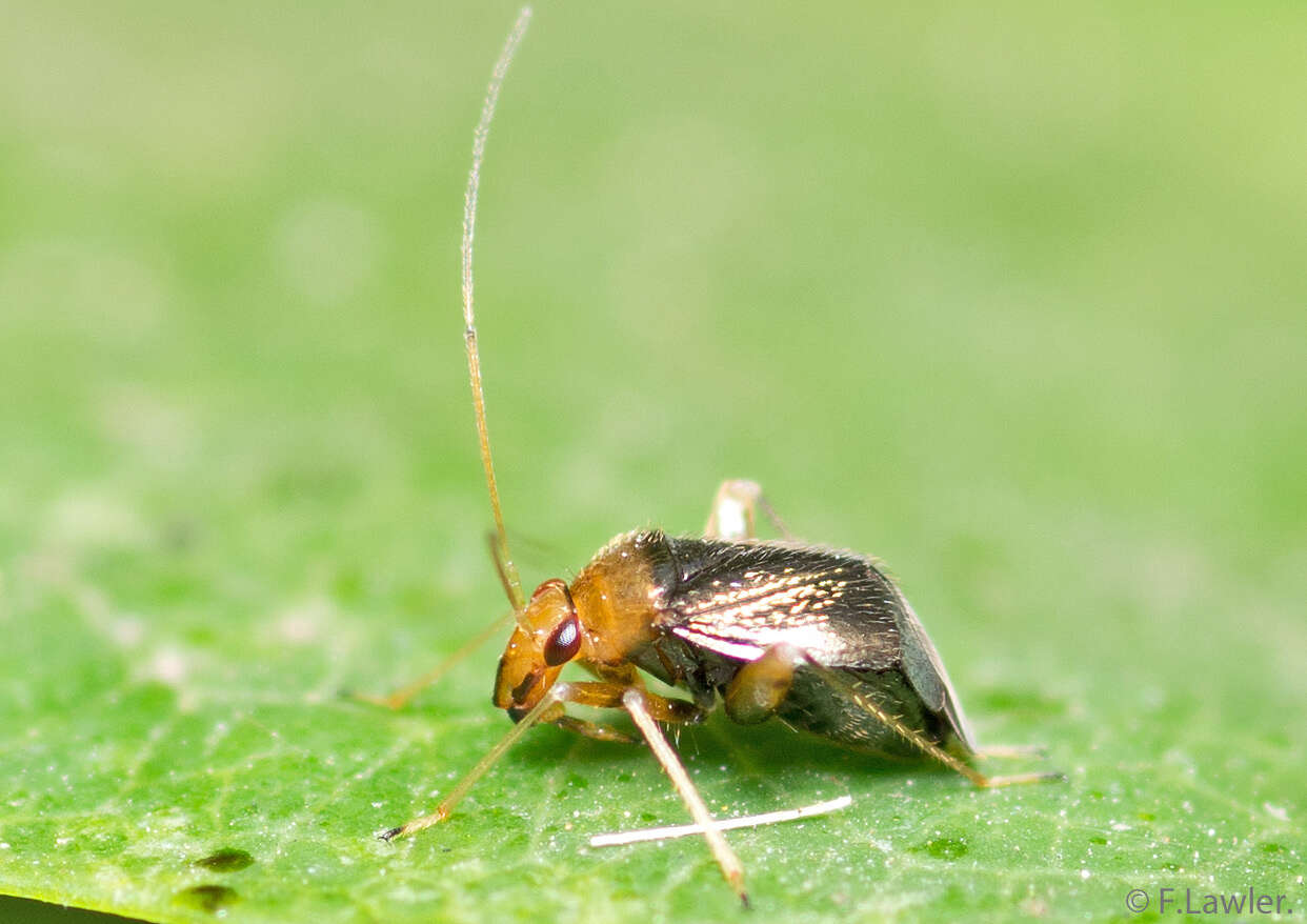 Image of Halticus luteicollis (Panzer 1804)