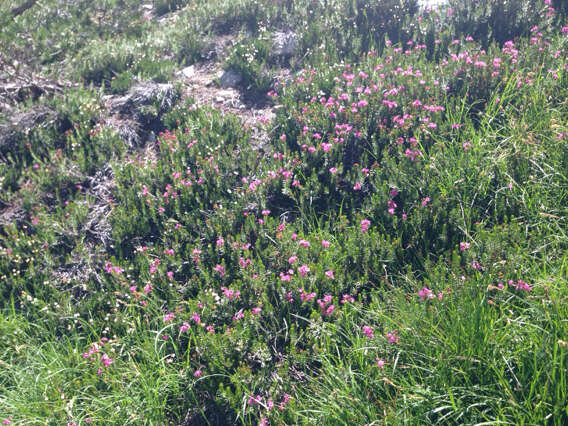 Image of purple mountainheath