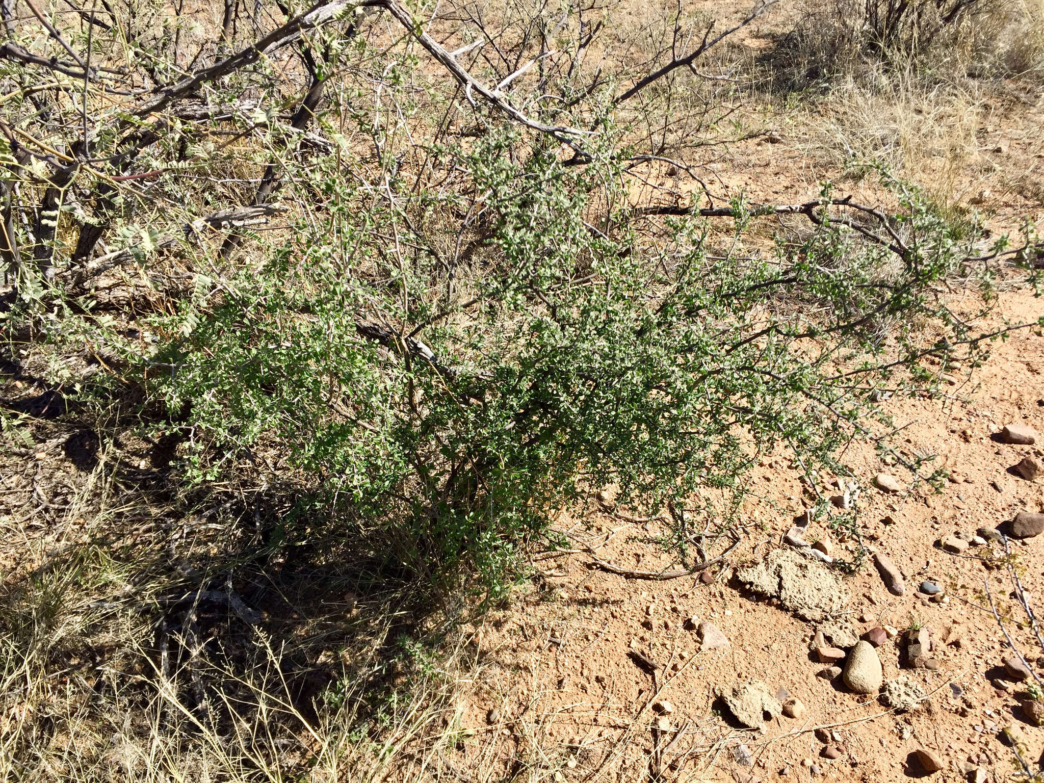 Image of Arizona desert-thorn