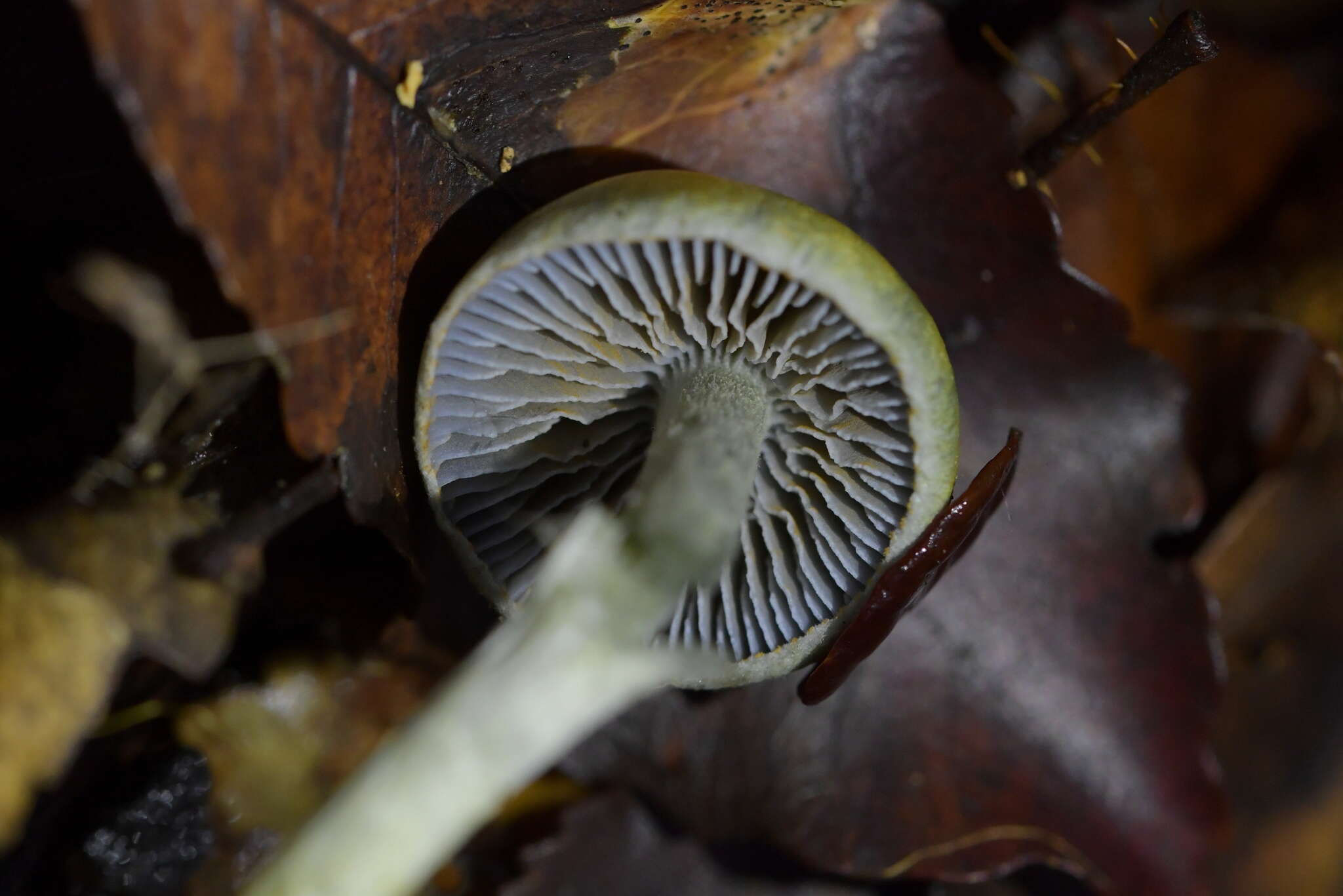 Image of Cortinarius aerugineoconicus E. Horak 1990