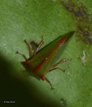 Imagem de Alchisme rubrocostata Spinola