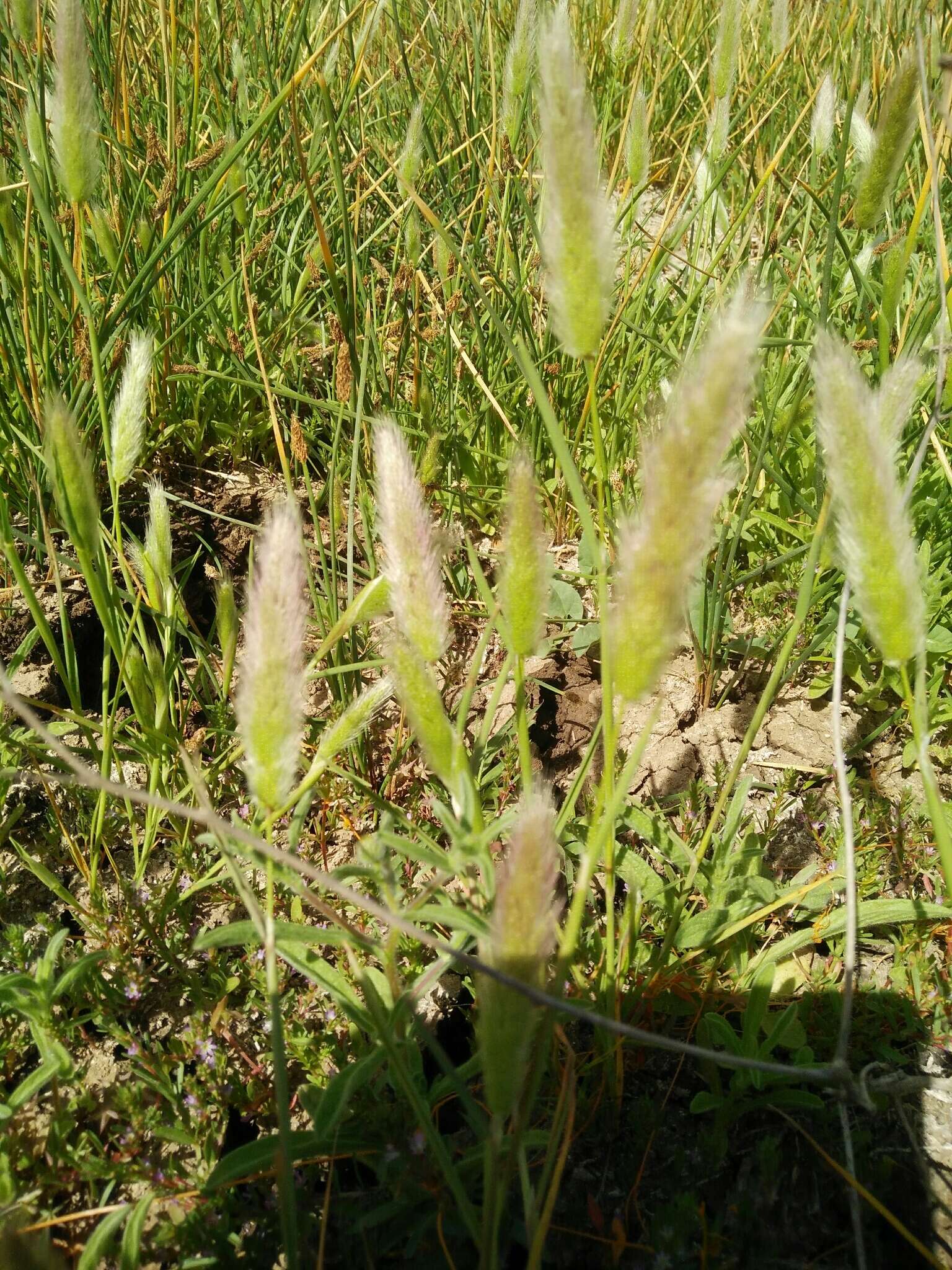 Image de Polypogon de Montpellier