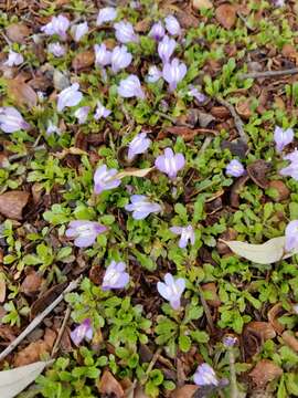 Image of Miquel's mazus