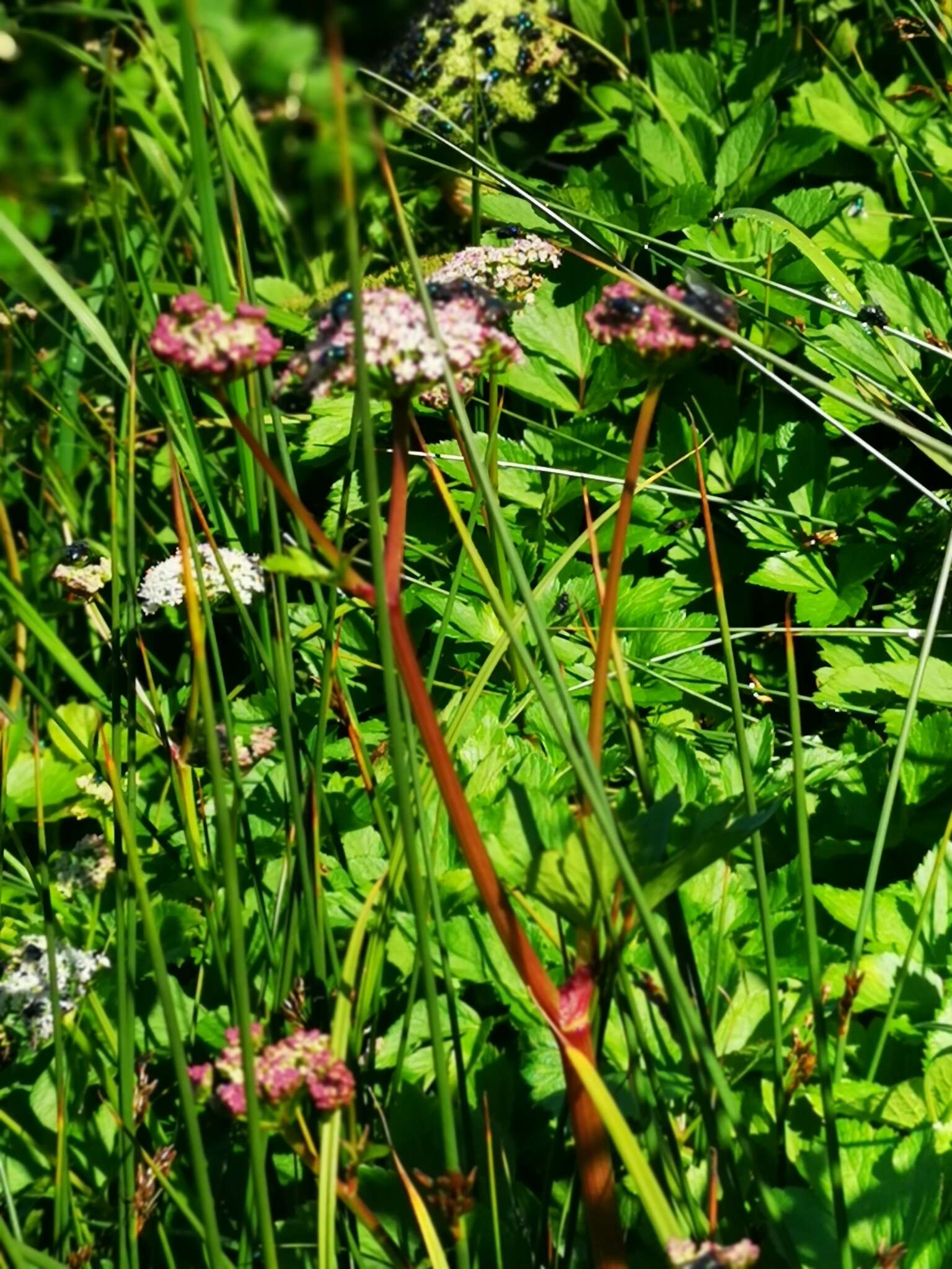 Ligusticum scoticum subsp. hultenii (Fern.) Calder & Roy L. Taylor resmi