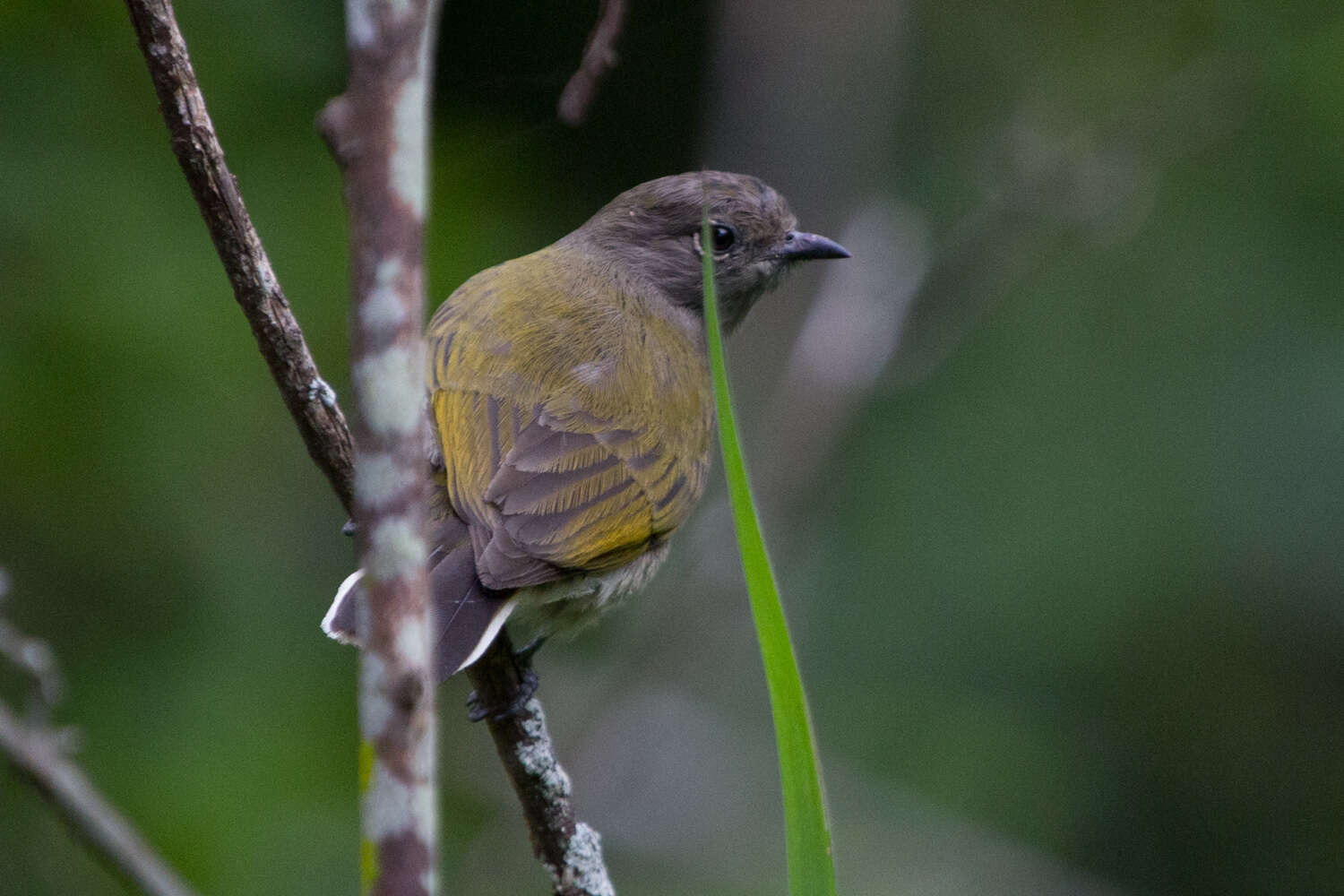 Image of Green-backed Honeybird