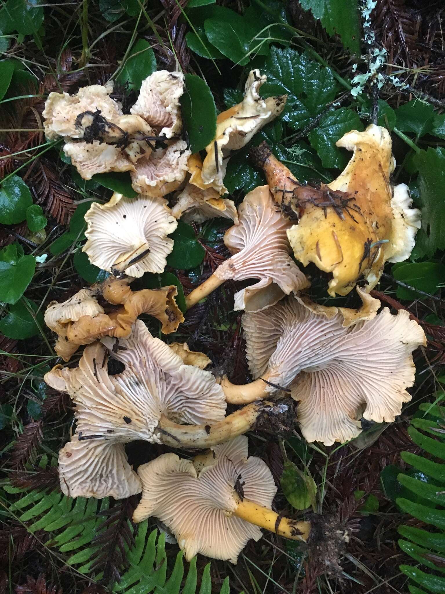 Image of Cantharellus formosus Corner 1966