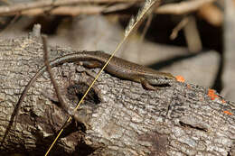 Image of Trachylepis tandrefana (Nussbaum, Raxworthy & Ramanamanjato 1999)