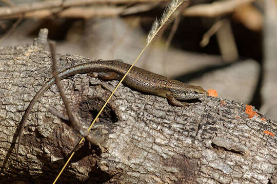 صورة Trachylepis tandrefana (Nussbaum, Raxworthy & Ramanamanjato 1999)