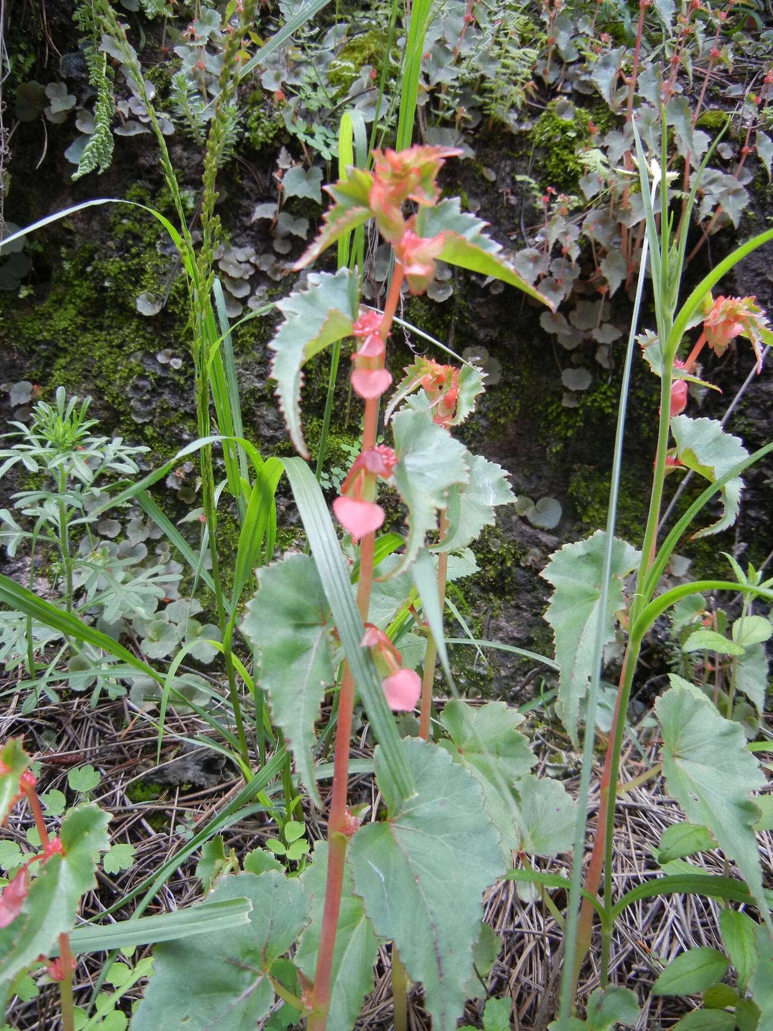 Слика од Begonia gracilis Kunth