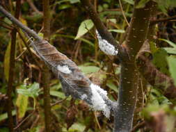 Image of Woolly Alder Aphid