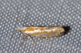 Image of Argyresthia canadensis Freeman 1972