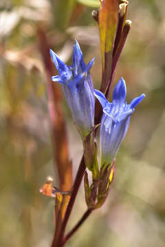 Image of Gentiana tianschanica Rupr.