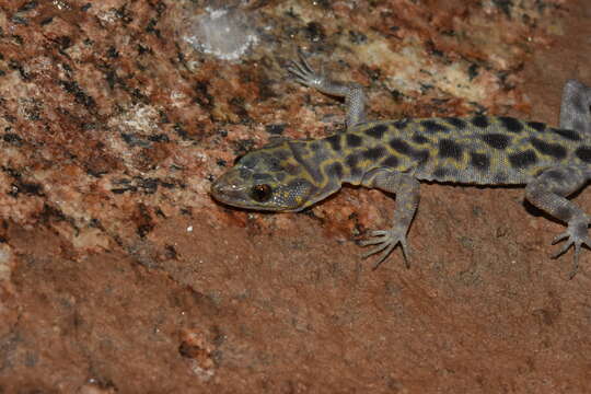 Image of Granite Night Lizard