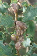 Слика од Hakea undulata R. Br.