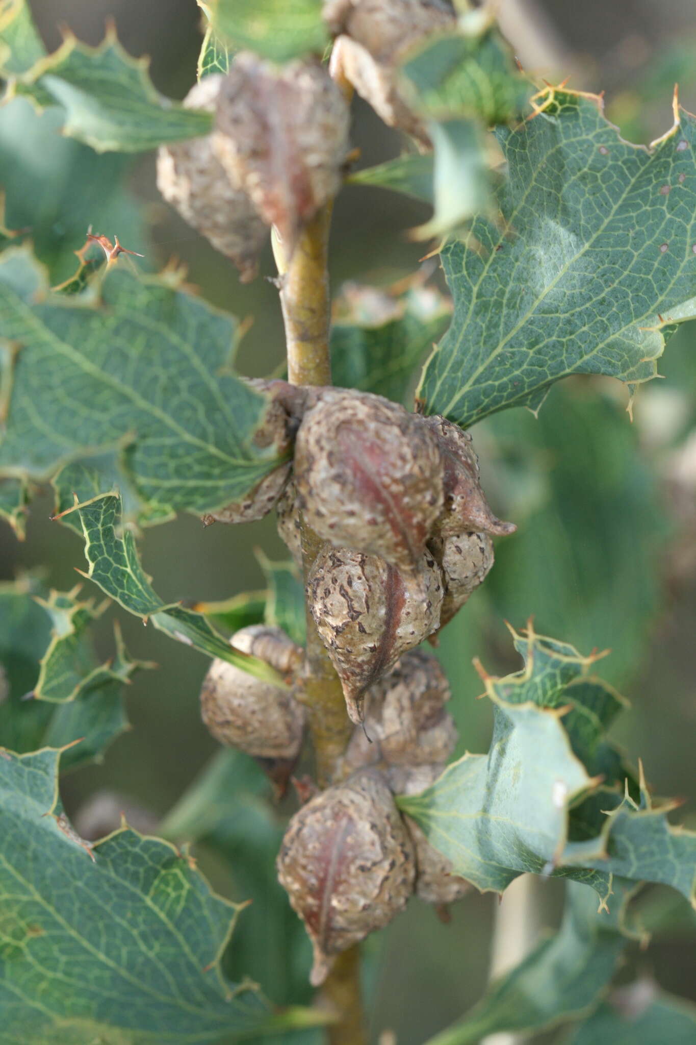 Image of Hakea undulata R. Br.