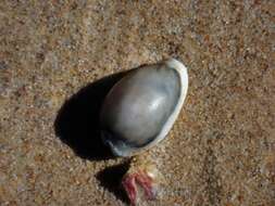 Image of separated cowry (from spurca and gangranosa)