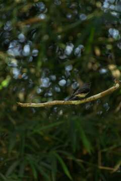 Image of Cassin's Flycatcher