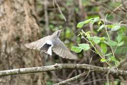 Image de Tephrodornis affinis Blyth 1847